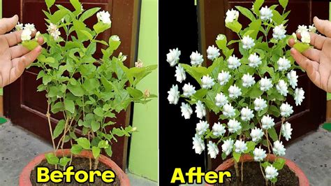 5 Tips To Grow MOGRA Plant Jasmine Plant HOW TO CARE MOGRA PLANTS