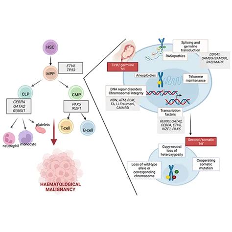 Germline Mutation Panel for Cancer Predisposition (94 Genes) Test | GDIC