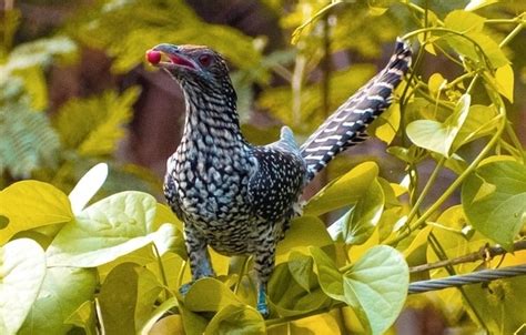 The Asian Koel: All You Need to Know About THAT Noisy Bird | FTLOScience