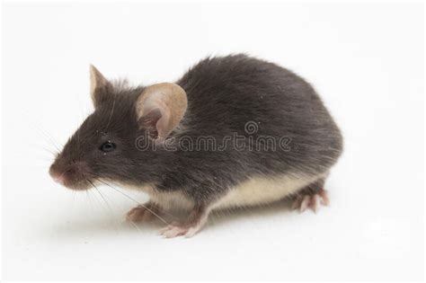 Black Common House Mouse Isolated On White Background Stock Image