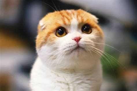 How Waffles the Cat Became a Beloved Social Media Icon - Catster