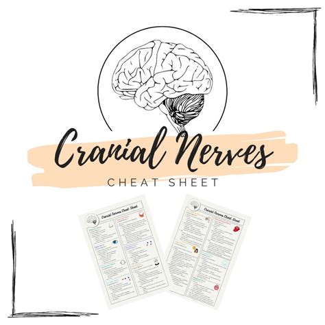 Cranial Nerves Cheat Sheet Etsy