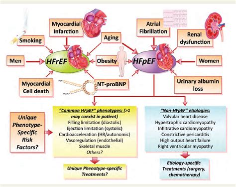 Figure 1 From Heart Failure With Preserved And Reduced Ejection