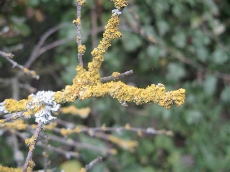 Lichen Ginger Meggs Flickr