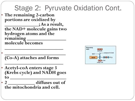 Ppt Cellular Respiration Powerpoint Presentation Free Download Id 4180870