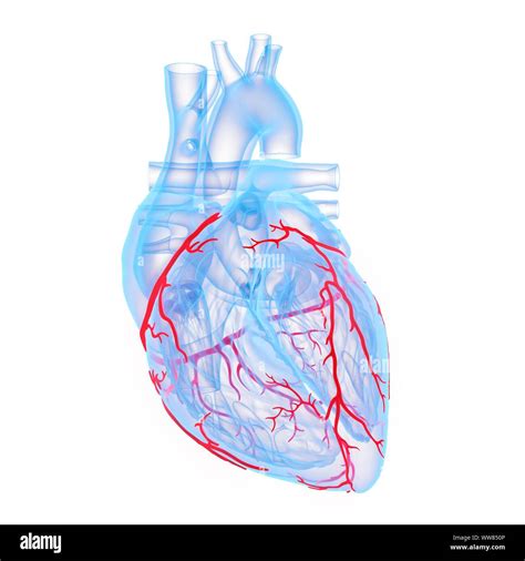 Coronary Blood Vessels Illustration Stock Photo Alamy