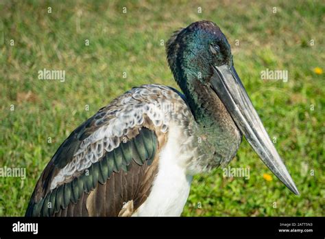 Black Necked Stork Ephippiorhynchus Asiaticus Jabiru Adult Male