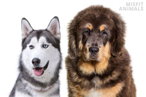 21 Tibetan Mastiff Mix Breeds And Their Characteristics