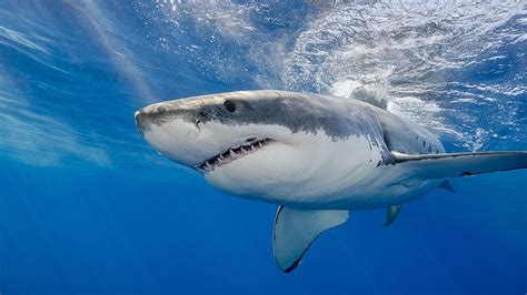 3 Great White Sharks Recently Tracked Off The Coast Of North Carolina