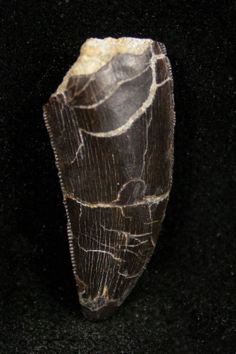 Beautiful Serrated Allosaurus Tooth Dana Quarry For Sale 1331