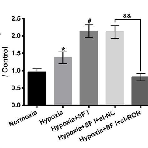 Sf I Promoted Hypoxia Caused Lincrna Ror Upregulation In H C Cells