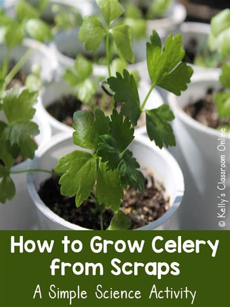 Learn How To Grow Celery From Food Scraps All You Need Is The Cut End