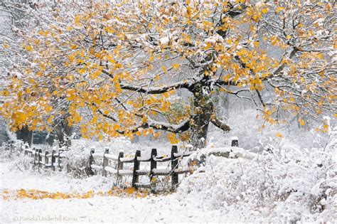 Fondos De Pantalla Rboles Paisaje Naturaleza Nieve Invierno