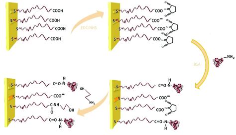 Schematic Illustration Of Bsa Immobilization By Amine Coupling 1