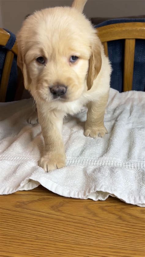 Imagination Goldens Golden Retriever Puppies For Sale In Brandon Fl