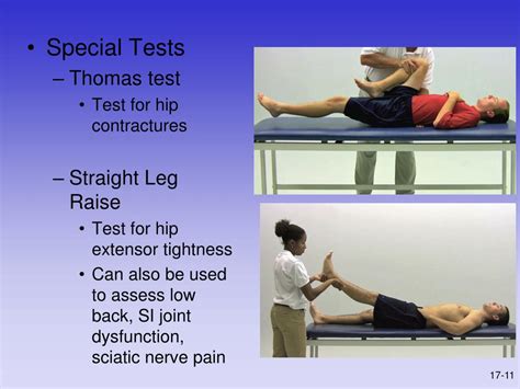 PPT Chapter 17 The Thigh Hip Groin And Pelvis PowerPoint