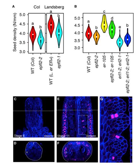 Current Biology 拟南芥种子数目和角果大小的遗传调控新机制 搜狐大视野 搜狐新闻