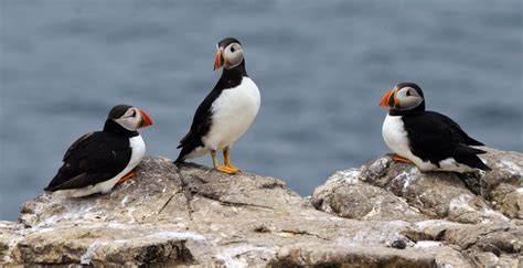 10 amazing species you’ll find in the Scottish wildlife - Best of Scotland