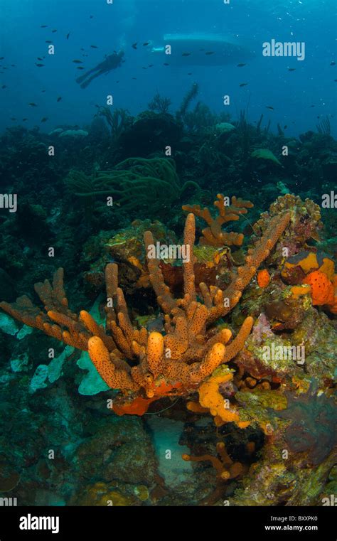 Coral Reef Bonaire Dutch Caribbean Netherlands Antilles Stock Photo Alamy