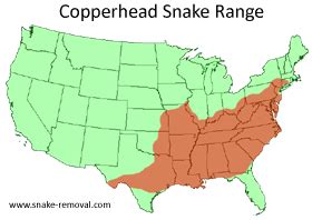 Copperhead vs Cottonmouth Snake Photos, Difference in Venom