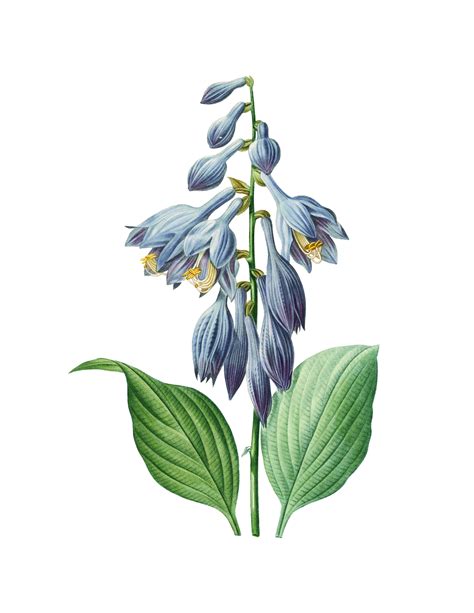 Hosta Flowers Vintage Art Free Stock Photo - Public Domain Pictures