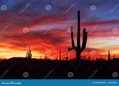 Saguaro Cactus Silhouettes At Sunset In The Arizona Desert Stock Photo