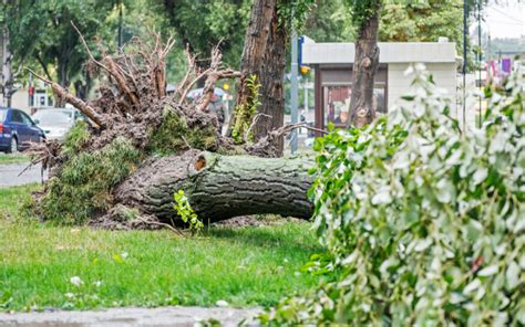 Cómo Evitar Daños por Árboles en tu Entorno Urbano