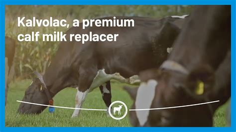 Kalvolac A Premium Calf Milk Replacer Brings Benefits For The Calf