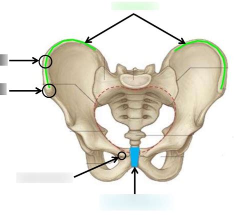 Pelvic Osteology Diagram Quizlet