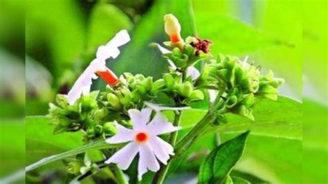 Benefits Of Shiuli Leaves ব্লাড সুগার আর বাতের ব্যথায় কষ্ট পাচ্ছেন