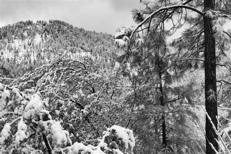 Free Images Tree Forest Wilderness Branch Snow Winter Black And