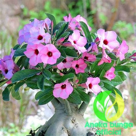 Jual Tanaman Hias Bunga Adenium Tumpuk Pink Cantik Kamboja Jepang