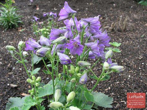 Дельфиниум кашмирский (Delphinium cashmerianum) — описание, выращивание ...