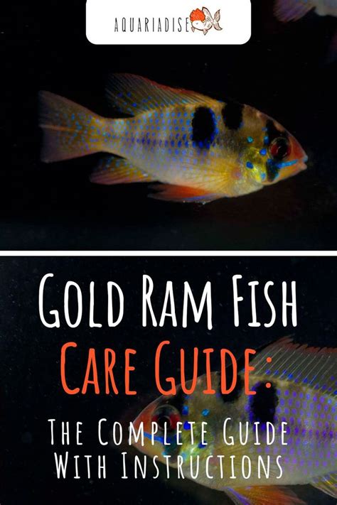 Gold Ram Mikrogeophagus Ramirezi Var Gold Care Sheet Tropical