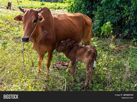 Zebu Calf