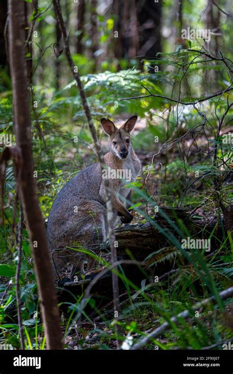 The Swamp Wallaby Wallabia Bicolor In The Dense Understorey Of