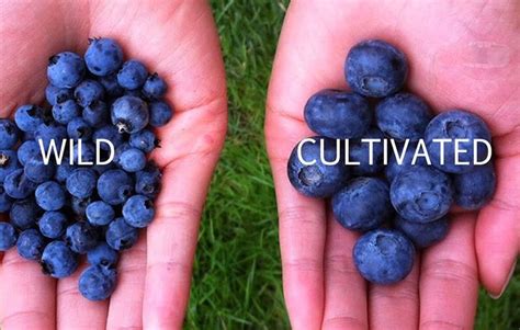 Wild Vs Cultivated Blueberries Wild Wins Https Eblueberries