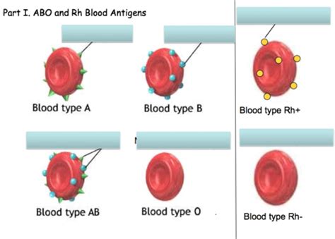 Lab Blood Typing Transfusions Flashcards Quizlet