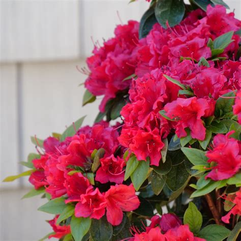 Perfecto Mundo® Red - Reblooming Azalea - Rhododendron x | Proven Winners