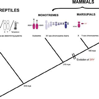 PDF Sex Determination In Platypus And Echidna Autosomal Location Of SOX Confirms The Absence
