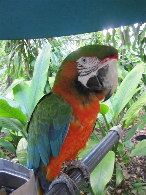 Parrot In Miami South Florida Parrots In Miami South Flori Flickr