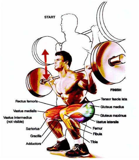 Comparison Of Squats And Leg Presses Which Exercise To Choose And Why