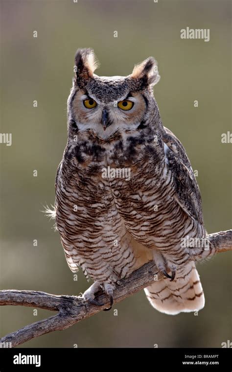 Great Horned Owl Bubo Virginianus In Captivity Arizona Sonora Desert