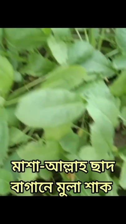 ছাদ বাগানে মুলা শাক চাষ ছাদ বাগান Youtube