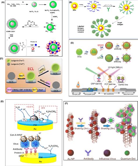 Several Types Of Nanoparticle And Probe Combinations A Synthesis