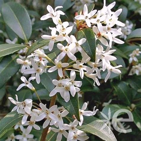 Osmanthus Burkwoodii Burkwood Evergreen Shrub Ubicaciondepersonas