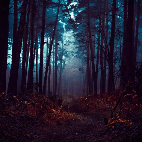 Forest Wallpaper 4K, Fog, Morning, Dark, Path, Autumn