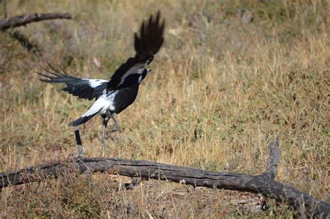 Magpie In Flight Free Stock Photo - Public Domain Pictures