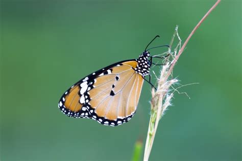 Tigre normal danaus chrysippus butterfly alimentándose de la planta de