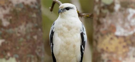 White Hawk - The Canopy Family